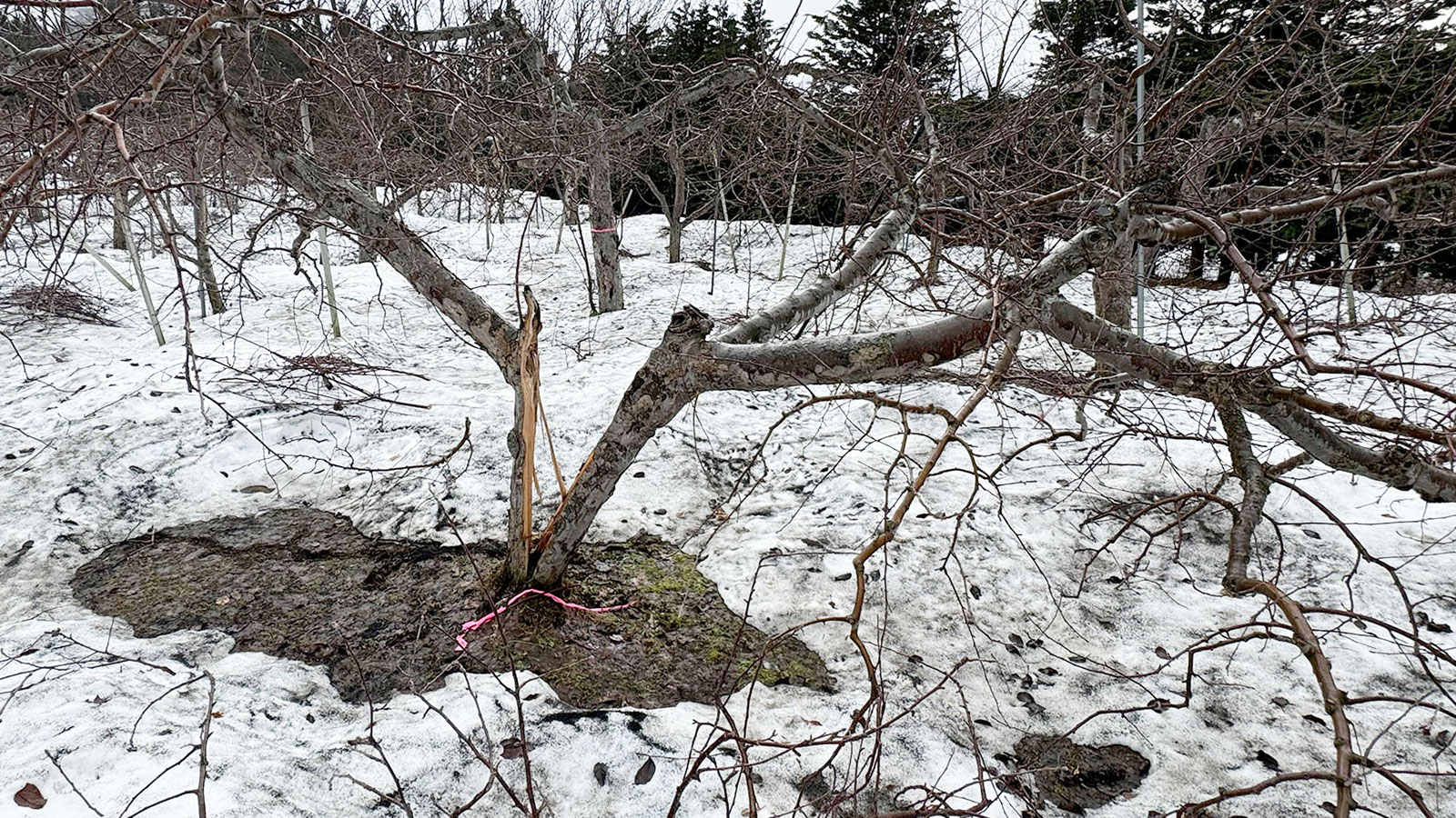 2025年雪害枝折れ写真1