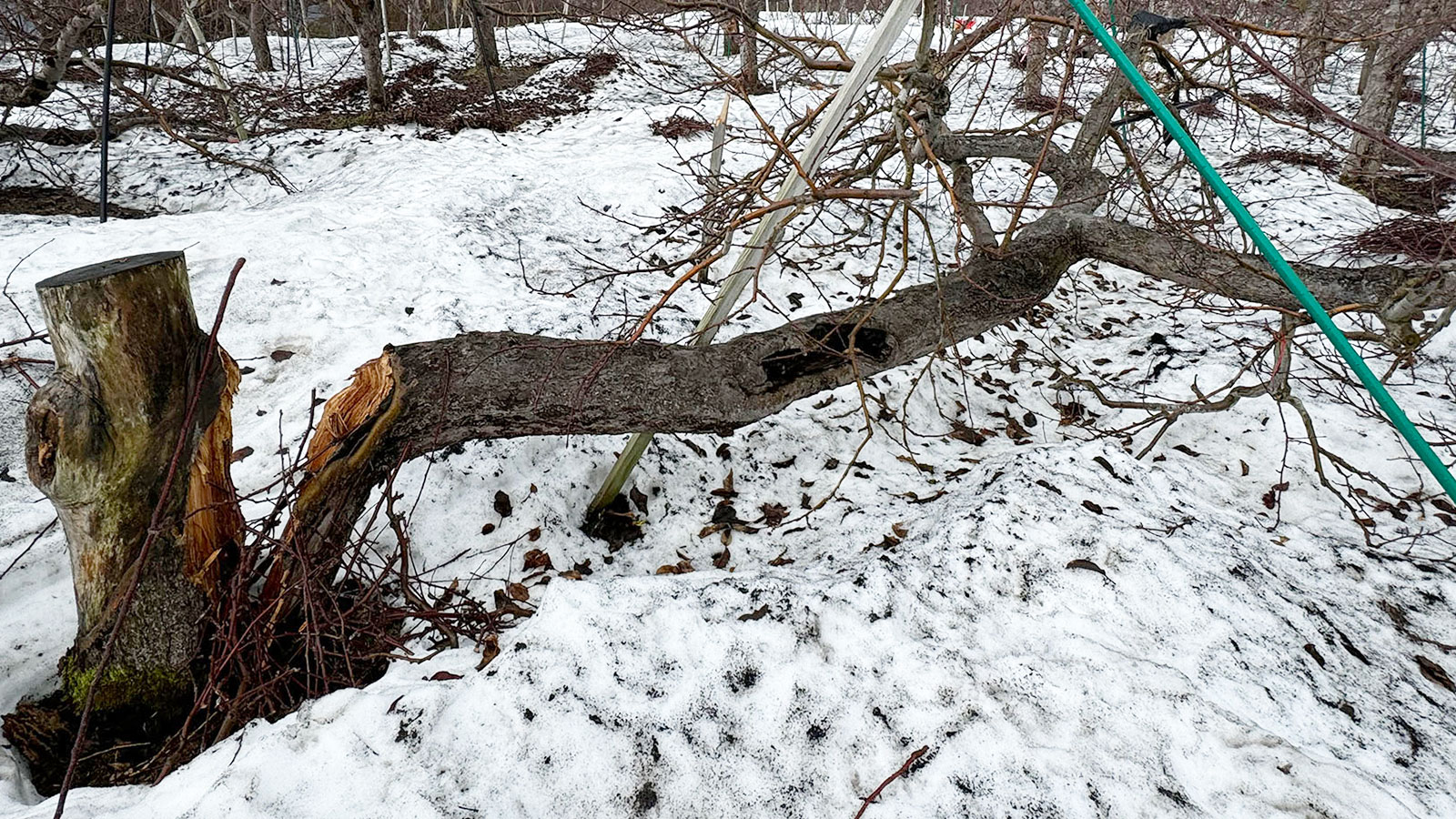 2025年雪害枝折れ写真2