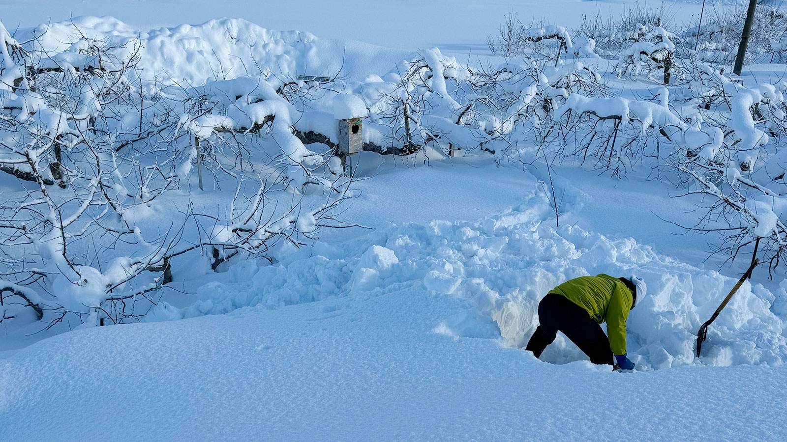 2025年冬のサンタりんご園雪かき作業