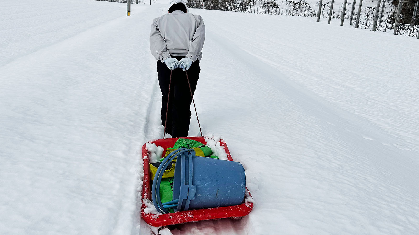2025年冬のサンタりんご園除雪されていない道をそりで園地に向かう