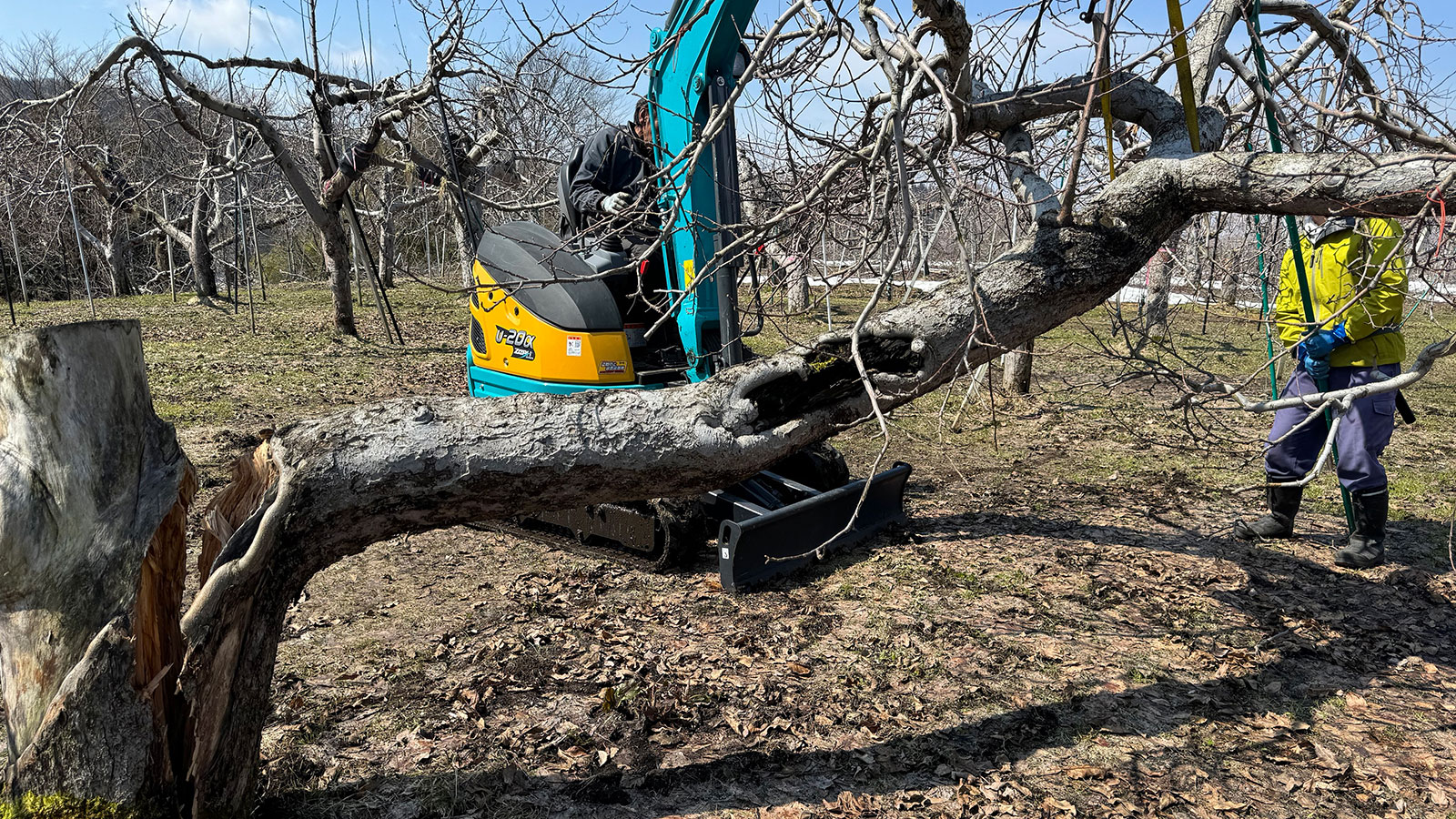 2025年雪害枝折れ修復写真