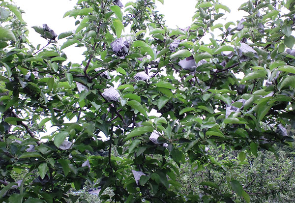 �L�܍͔|�̂�񂲂̖؂̎ʐ^