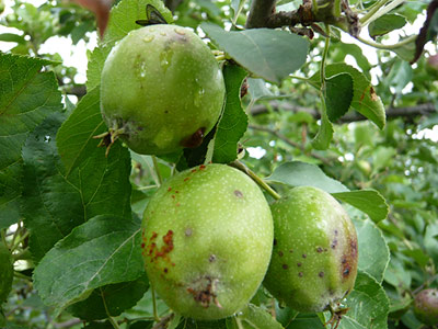 ���_��̂�񂲂̎�