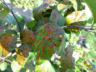 ���_��̂�񂲁@�Ԑ��a�̗t