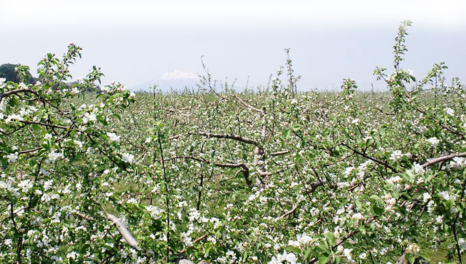 ��񂲂̉ԂƊ�؎R